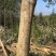 乐昌：江西省宜春市奉新县邹家苗圃种植基地欢迎各位来电咨询