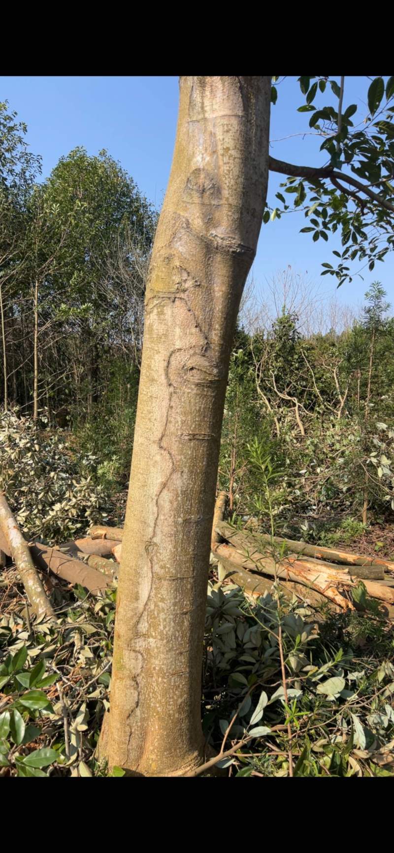 乐昌：江西省宜春市奉新县邹家苗圃种植基地欢迎各位来电咨询