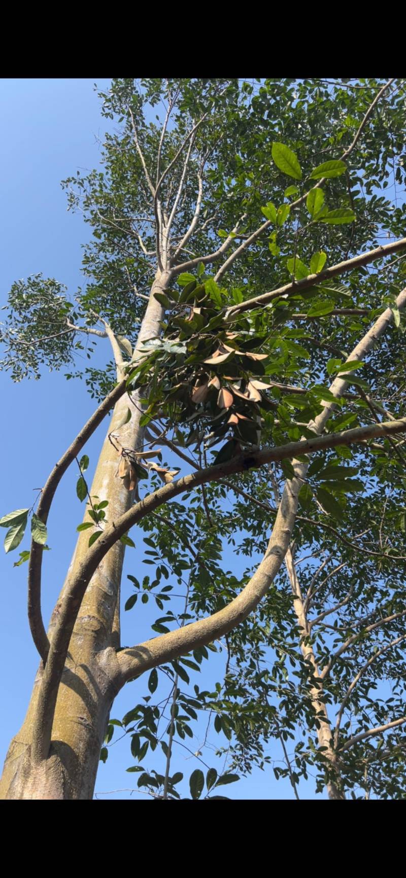 乐昌：江西省宜春市奉新县邹家苗圃种植基地欢迎各位来电咨询