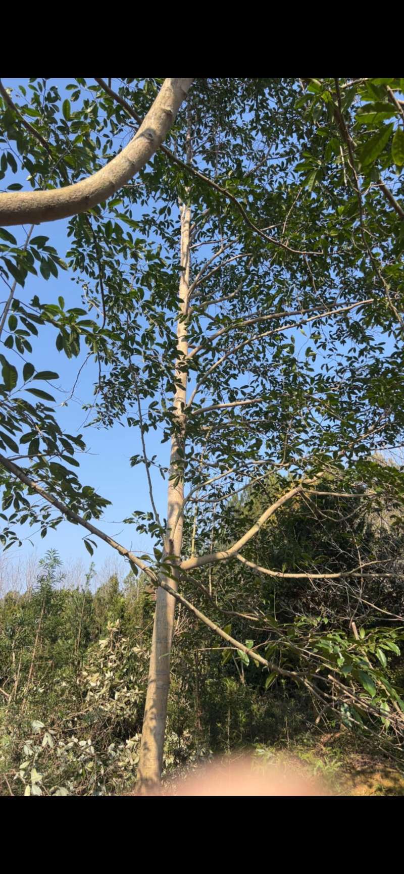 乐昌：江西省宜春市奉新县邹家苗圃种植基地欢迎各位来电咨询