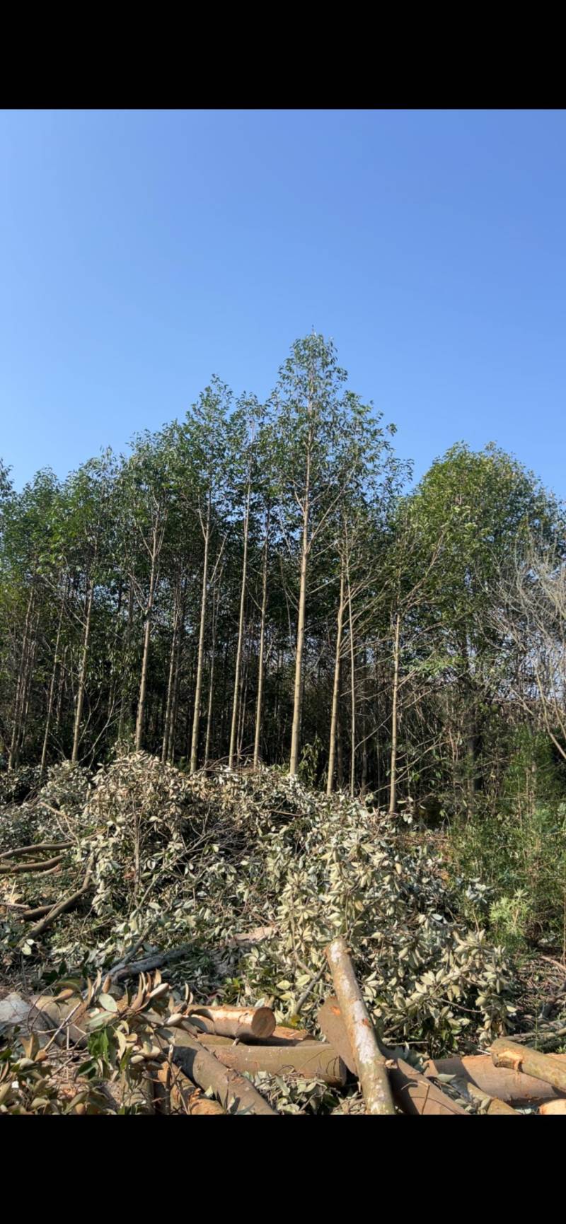 乐昌：江西省宜春市奉新县邹家苗圃种植基地欢迎各位来电咨询