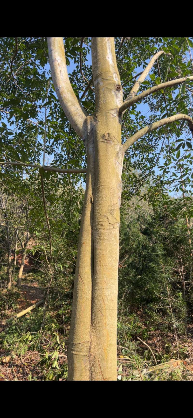 乐昌：江西省宜春市奉新县邹家苗圃种植基地欢迎各位来电咨询