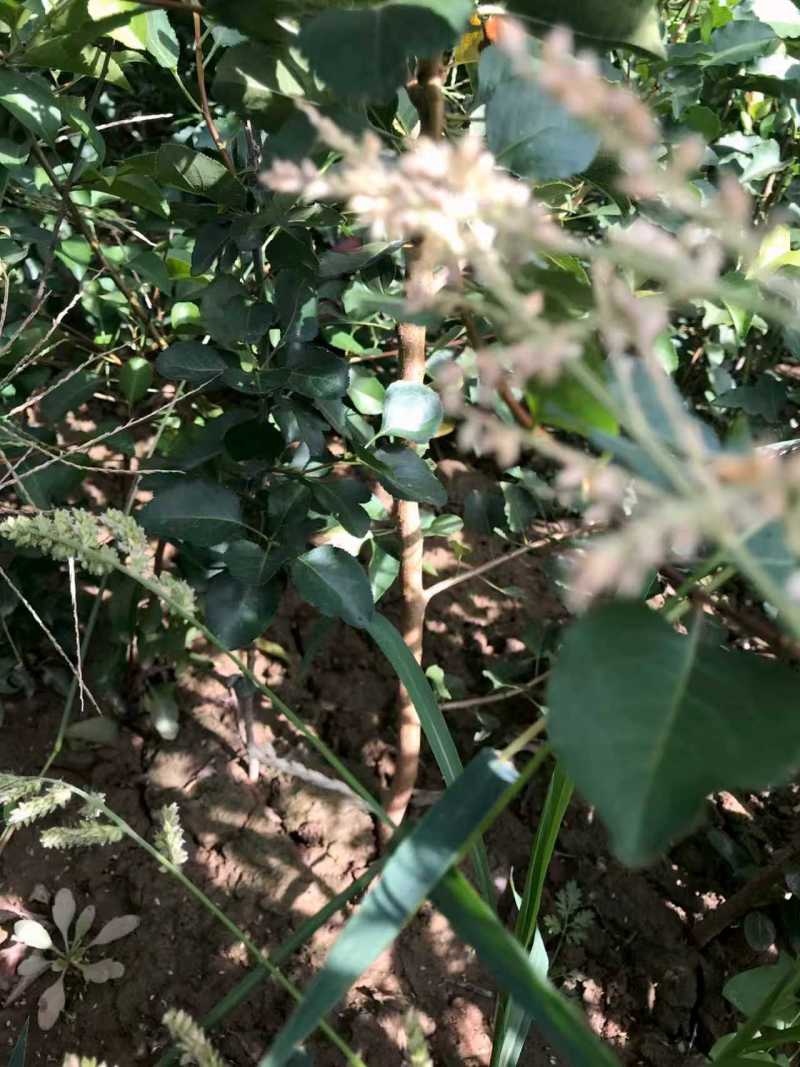 杜梨树苗可嫁接各种梨树苗盆栽地栽南方北方