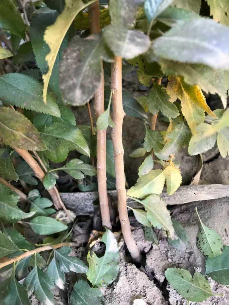 杜梨树苗可嫁接各种梨树苗盆栽地栽南方北方