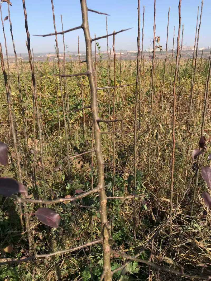 杜梨树苗可嫁接各种梨树苗盆栽地栽南方北方