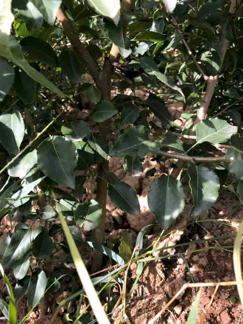 杜梨树苗可嫁接各种梨树苗盆栽地栽南方北方