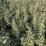 杜梨树苗可嫁接各种梨树苗盆栽地栽南方北方
