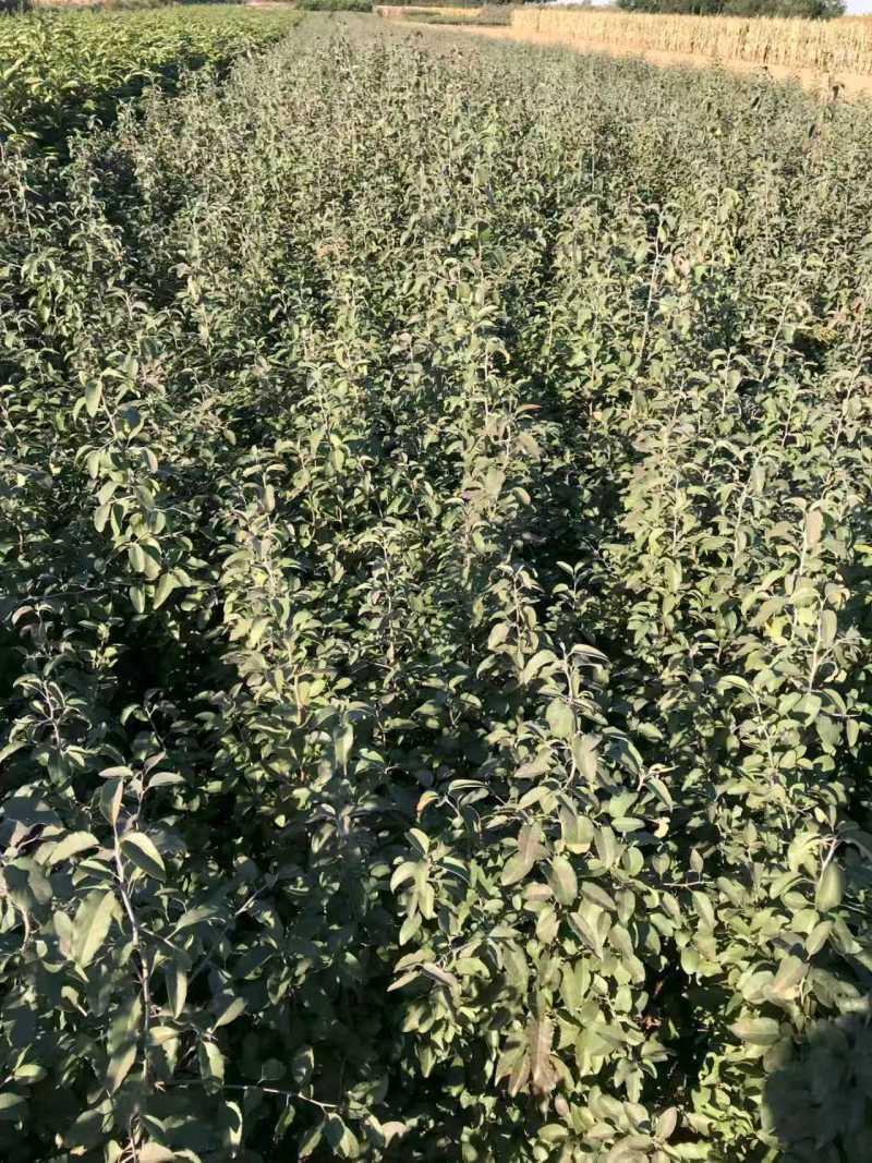 杜梨树苗可嫁接各种梨树苗盆栽地栽南方北方
