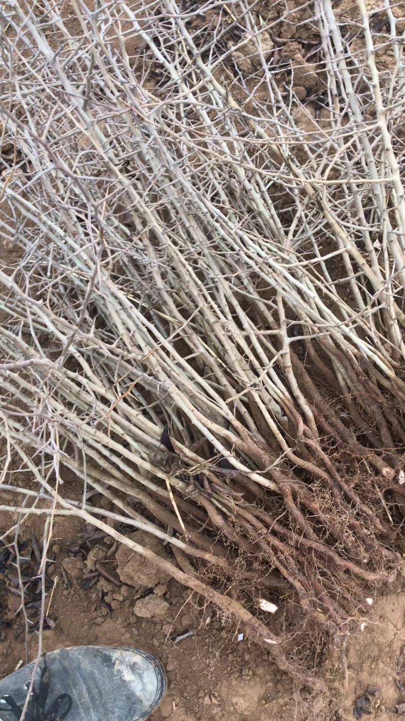 杜梨树苗可嫁接各种梨树苗盆栽地栽南方北方