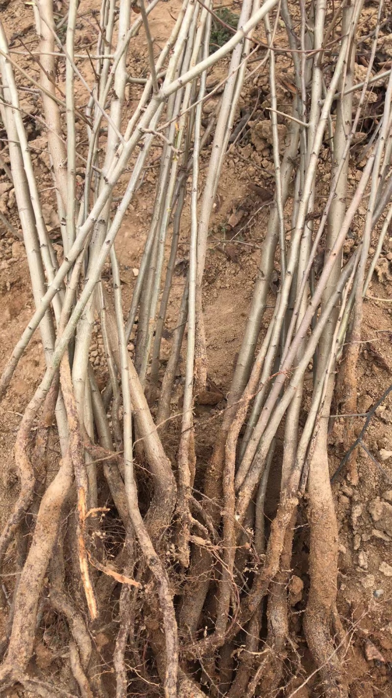 杜梨树苗可嫁接各种梨树苗盆栽地栽南方北方