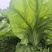 贵州凯里2000亩青菜（芥菜）上市，欢迎各大酸菜厂家合作