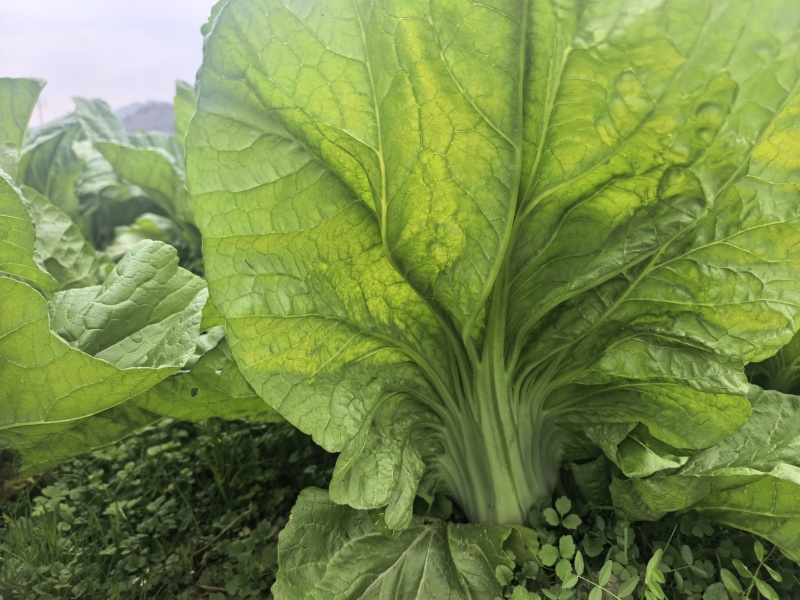 贵州凯里2000亩青菜（芥菜）上市，欢迎各大酸菜厂家合作