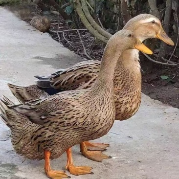 麻鸭