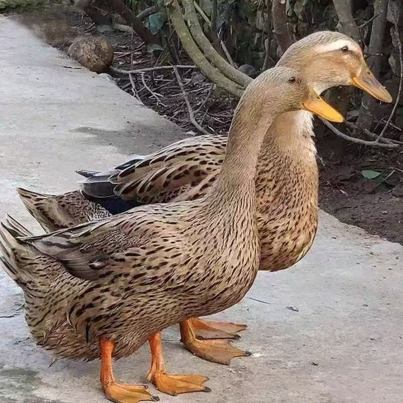 麻鸭