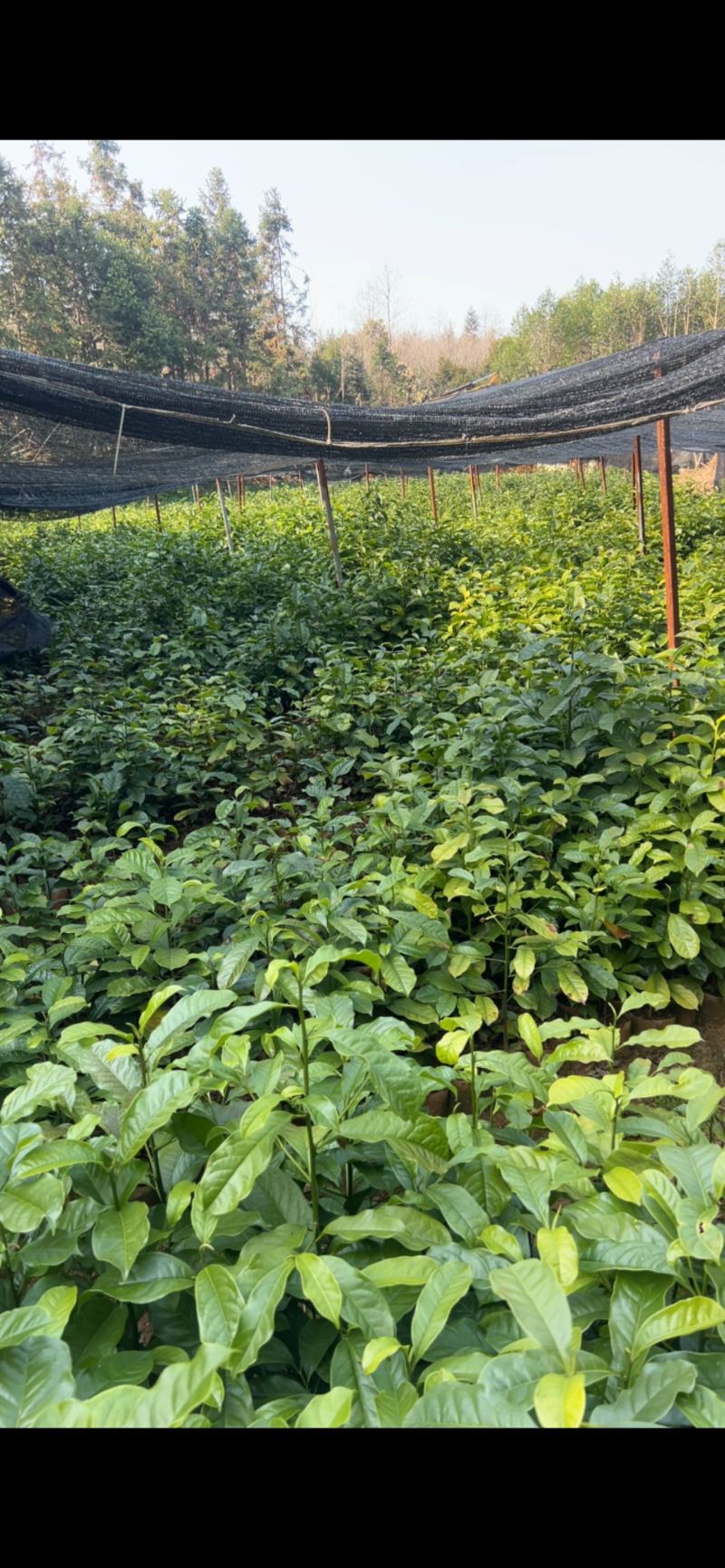 含笑杯苗：奉新县邹家苗圃基地欢迎朋友来电洽谈