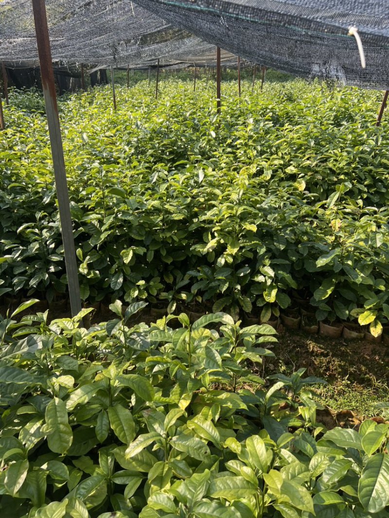 含笑杯苗：奉新县邹家苗圃基地欢迎朋友来电洽谈