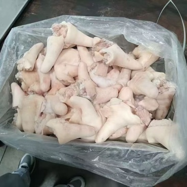 短尾母猪