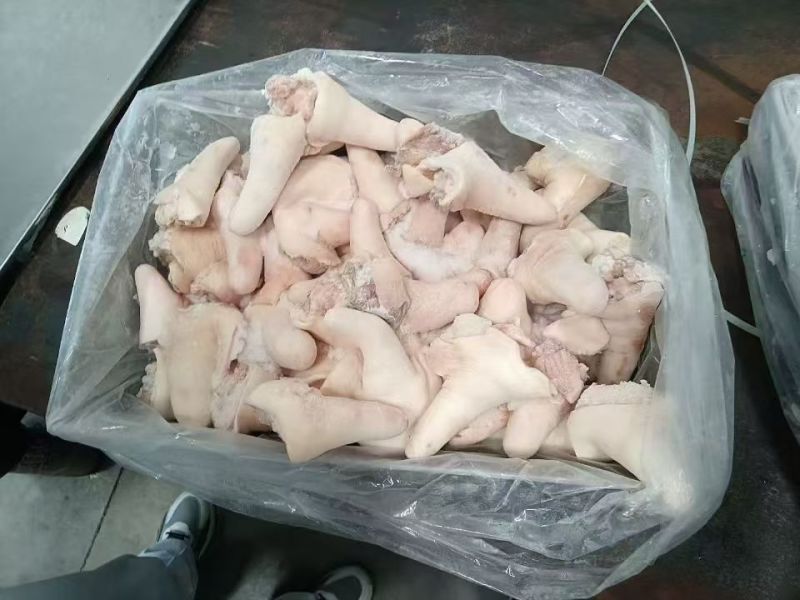 短尾母猪