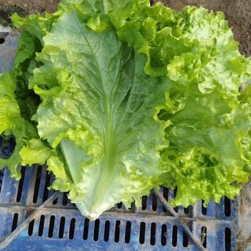 生菜