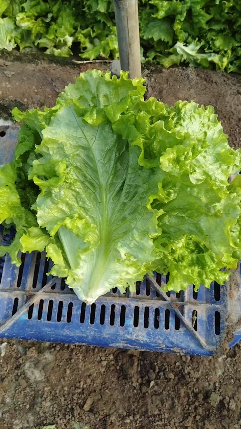 生菜