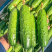 川美水果黄瓜种子早熟短棒小黄瓜翠绿油亮口感甜脆春秋旱黄瓜