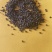 纯野生冬葵子量不大，有几百斤