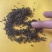 纯野生冬葵子量不大，有几百斤
