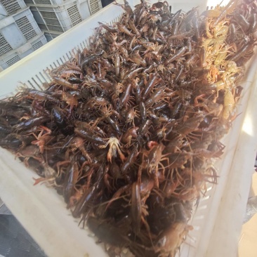 小龙虾苗