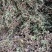 鹅不食草【包邮】三斤起发货可批量可零售量大从优