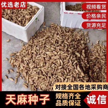 天麻种子/产地直销零代杂交天麻种子/大量有货