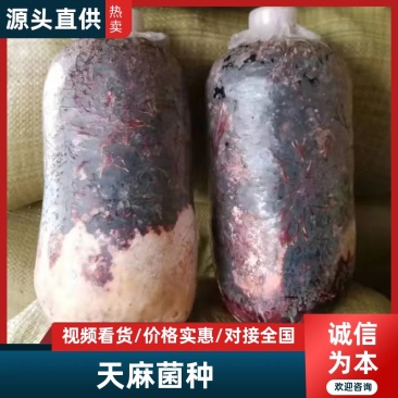 厂家批发优质高产天麻密环菌天麻菌种菌棒量大从优