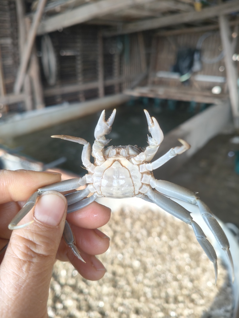蟹苗