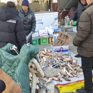 大个羊蹄