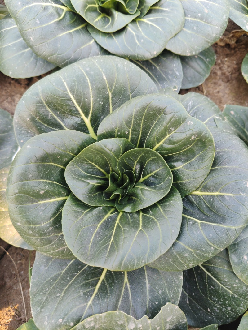 精品黑菜太湖菜