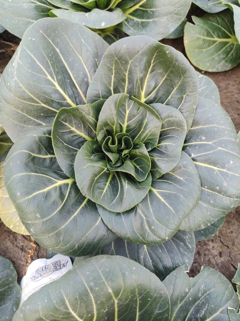 精品黑菜太湖菜