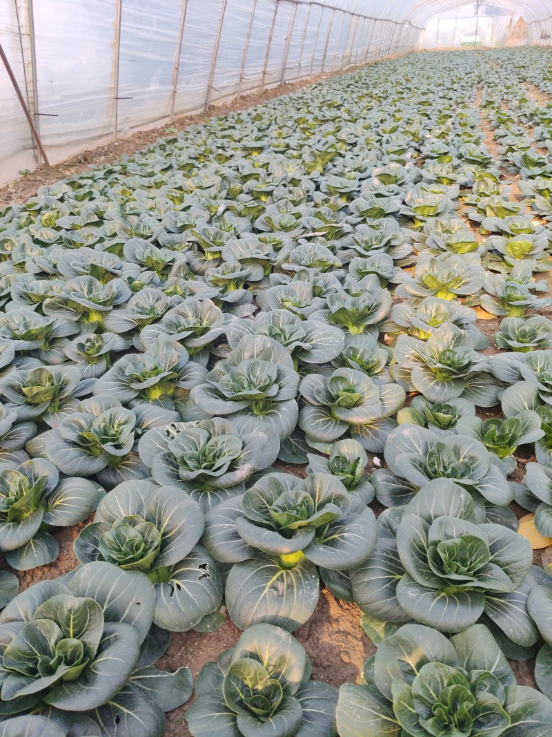 精品黑菜太湖菜