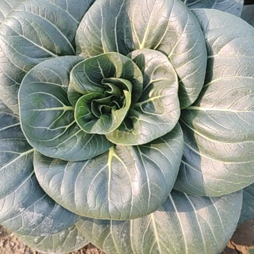 精品黑菜太湖菜