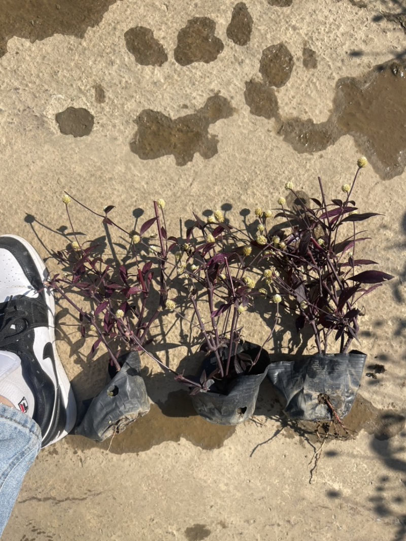 大叶红草