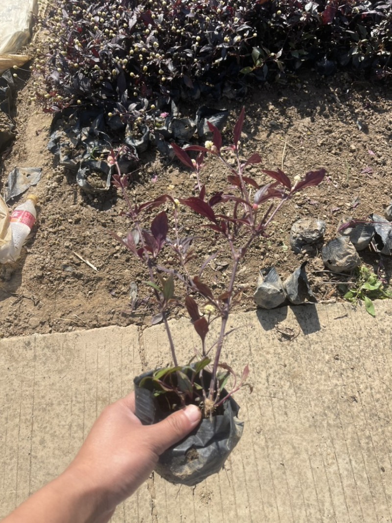 大叶红草