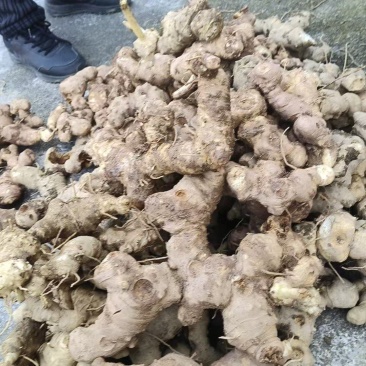 多花姜形不倒苗黄精鲜货，大黄精，甜黄精，可谈价量大价优