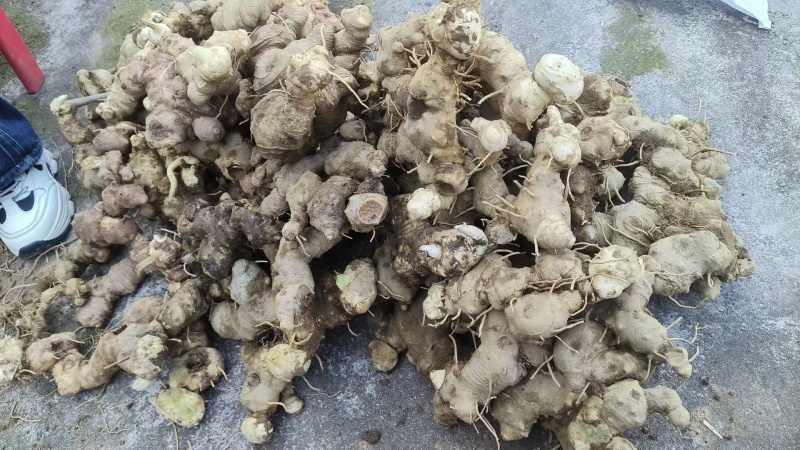 多花姜形不倒苗黄精鲜货，大黄精，甜黄精，可谈价量大价优