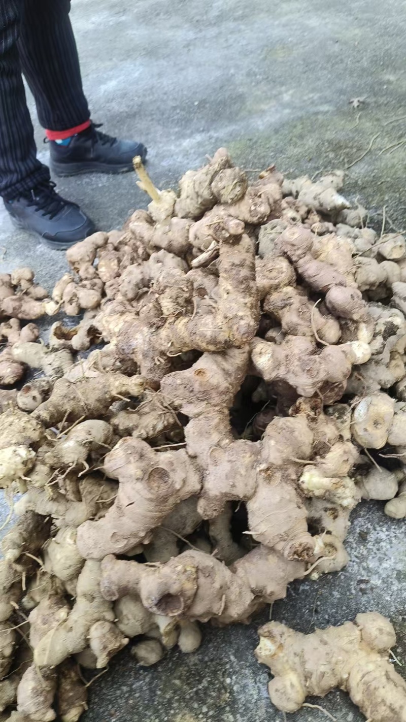 多花姜形不倒苗黄精鲜货，大黄精，甜黄精，可谈价量大价优