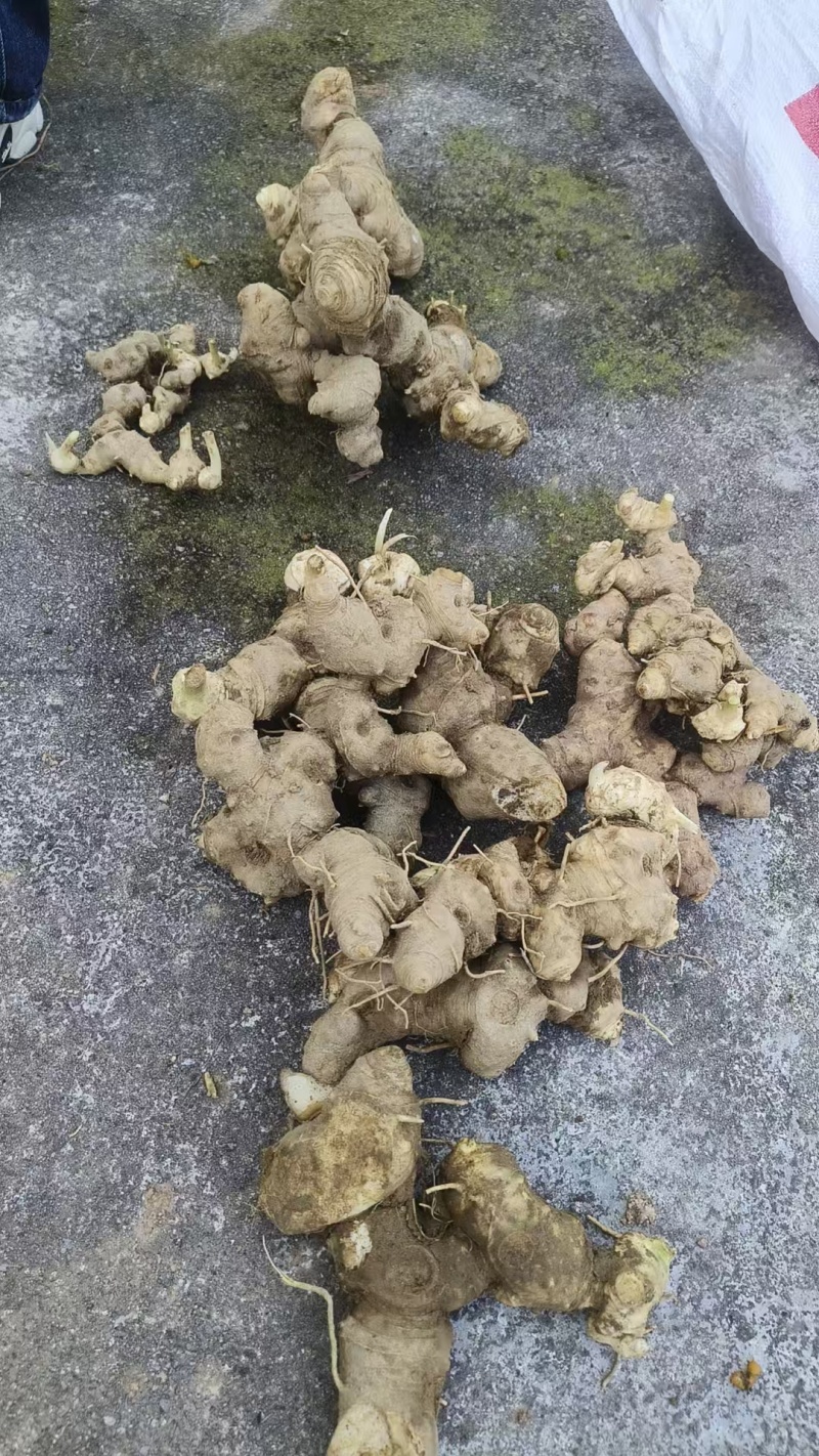 多花姜形不倒苗黄精鲜货，大黄精，甜黄精，可谈价量大价优