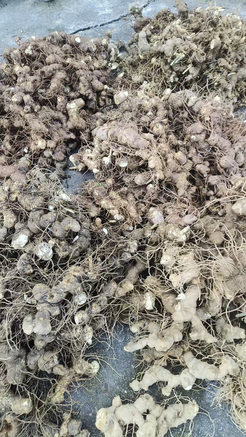 多花姜形不倒苗黄精鲜货，大黄精，甜黄精，可谈价量大价优