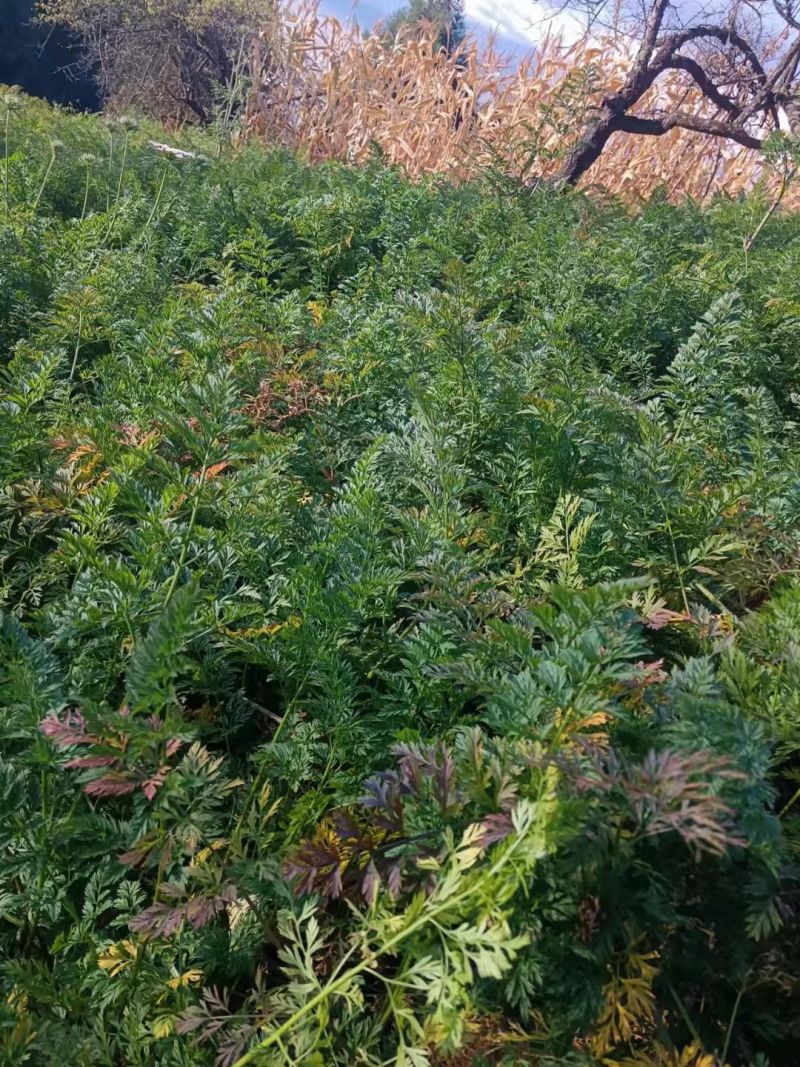 云南高山紫玉萝卜产地一手货源量大价优欢迎联系/随时看货