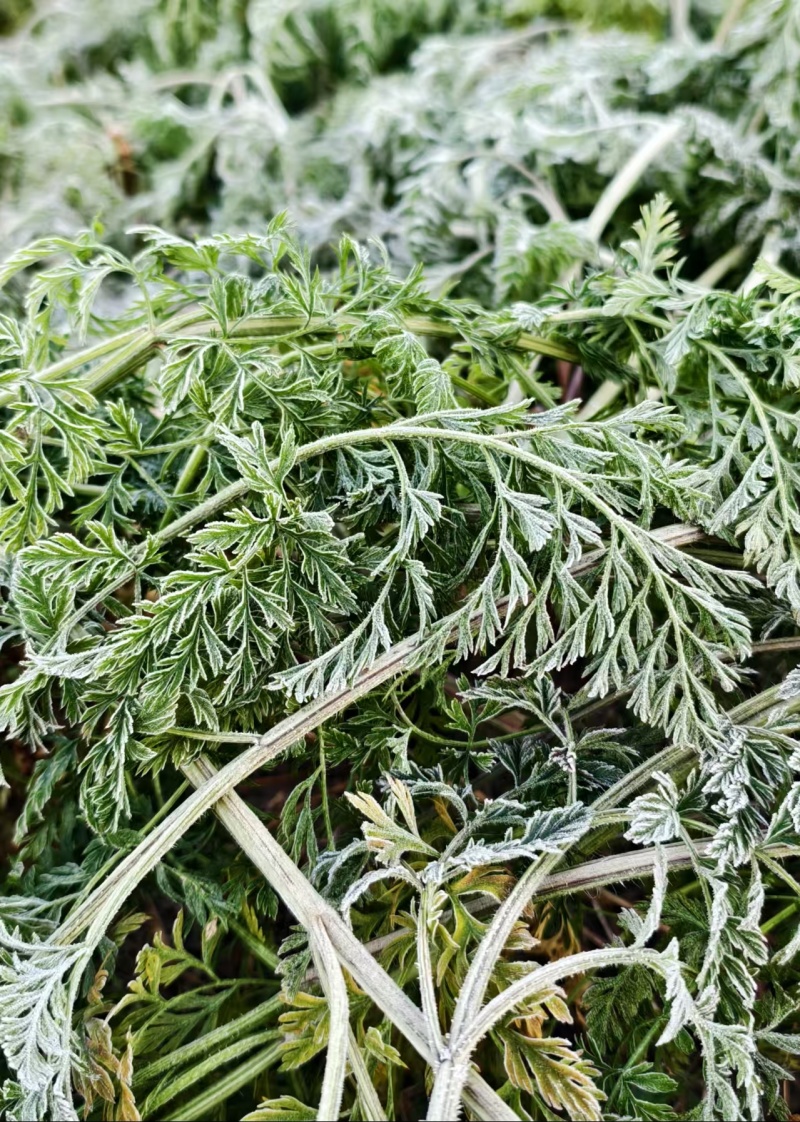 云南高山紫玉萝卜产地一手货源量大价优欢迎联系/随时看货