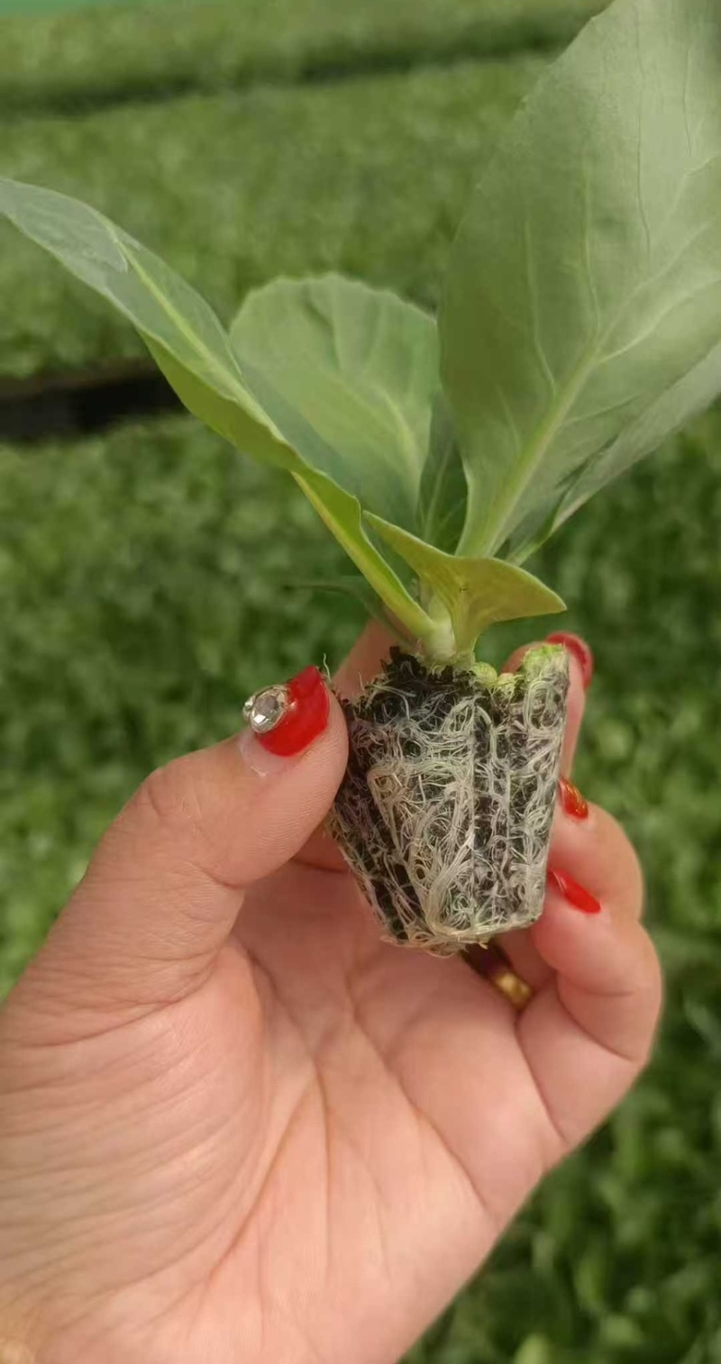 山东优质黄心暄麒麟甘蓝苗品质保证成活率高大量货源