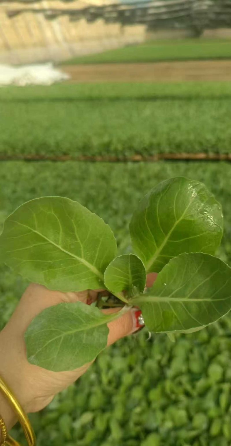 山东优质黄心暄麒麟甘蓝苗品质保证成活率高大量货源