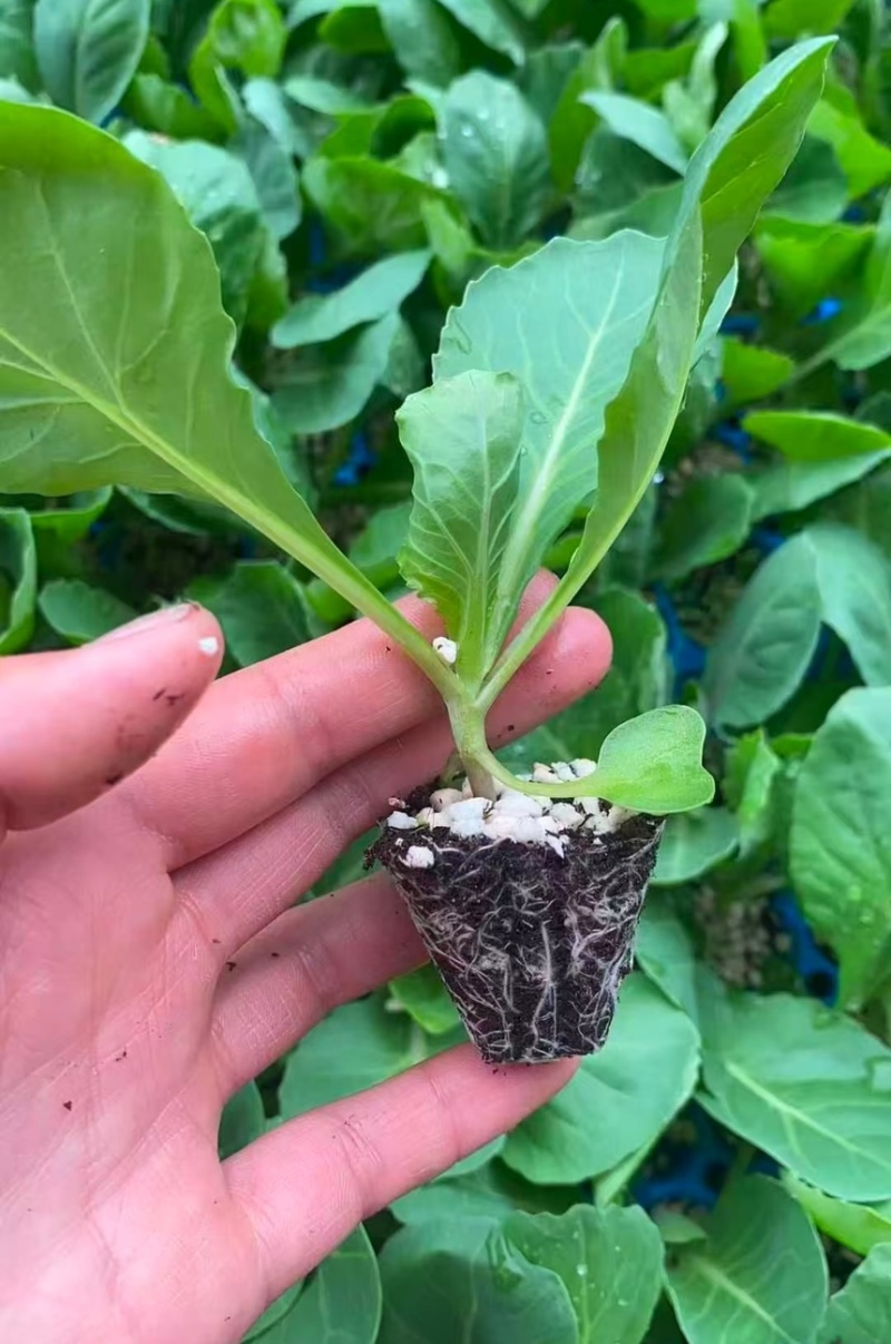 山东优质黄心暄麒麟甘蓝苗品质保证成活率高大量货源