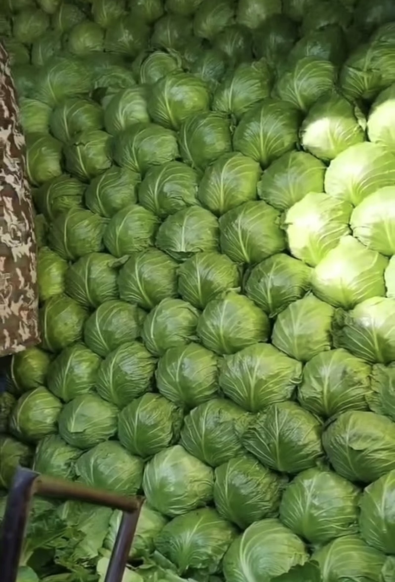 山东优质黄心暄麒麟甘蓝苗品质保证成活率高大量货源
